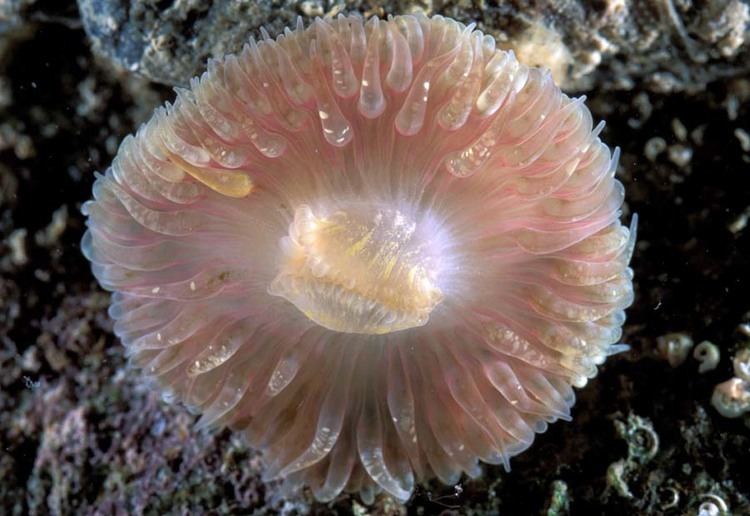 Sea daisy Cereus pedunculatus