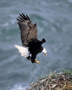 Sea eagle httpsuploadwikimediaorgwikipediacommonsthu