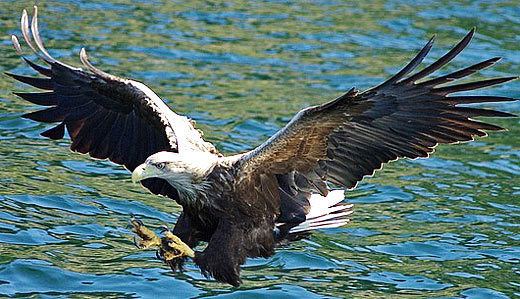 Sea eagle Sea and Fish Eagles Animal Pictures and Facts FactZoocom