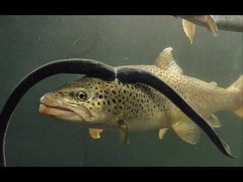 Sea lamprey Sea Lamprey YouTube