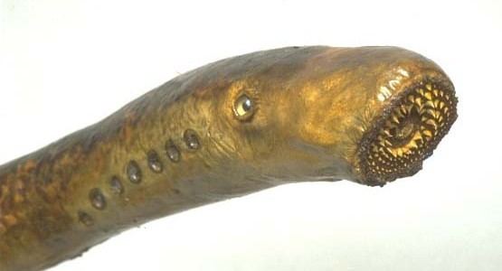 Sea lamprey What do Sea lamprey eatWhat do animals eat Find out here