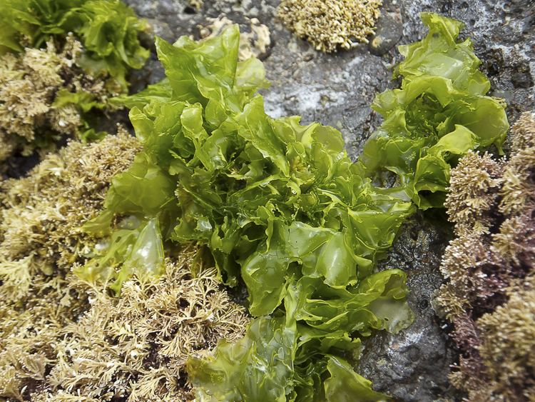 Sea lettuce Sea Lettuce Barwon Bluff