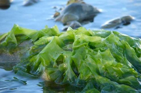 Sea lettuce Sea Lettuce photo page