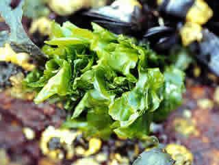 Sea lettuce wwwedcuriedurestorationhtmlgalleryimagespl