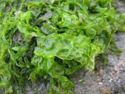 Sea lettuce Sea Lettuce Organic Seaweed from Maine Coast Sea Vegetables