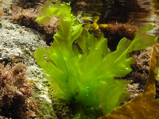 Sea lettuce Seaweedie Ulva or Sea Lettuce