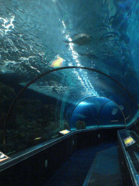 Sea Life Minnesota Aquarium