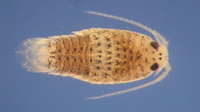 Sea louse Sea lice have separate 39tide39 clocks Aberystwyth scientists find