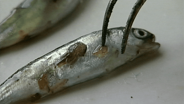 Sea louse Sea lice and pesticides Chemical warfare in open netcage fish