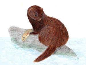 Sea mink Sea Mink Facts Habitat Pictures and Diet Extinct Animals