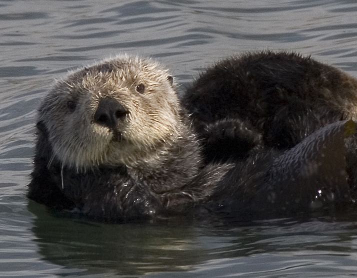 Sea otter httpsuploadwikimediaorgwikipediacommons11