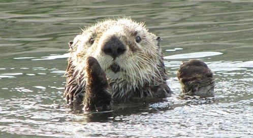 Sea otter Sea Otter Basic Facts about Sea Otters Defenders of Wildlife