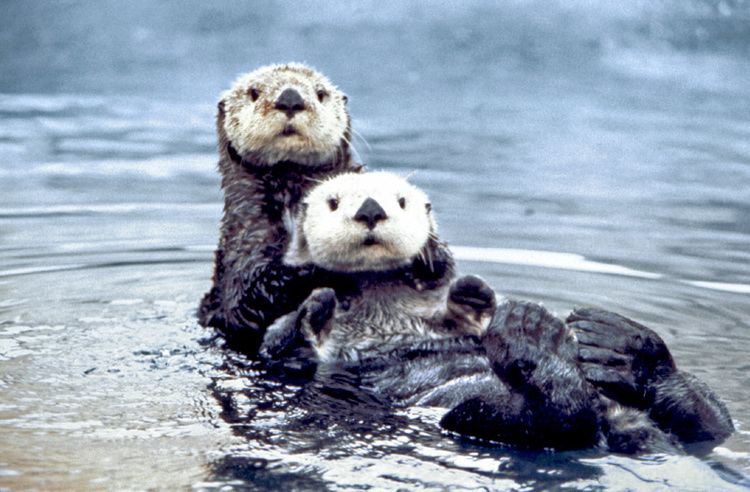 Sea otter conservation