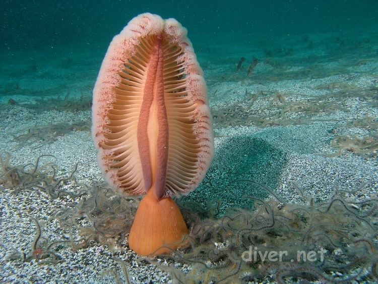 Sea pen 1000 images about Sea pens on Pinterest Close up Wild animals