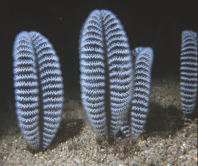 Sea pen Sea Pens quills of the sea floor Steve Parish Nature Connect
