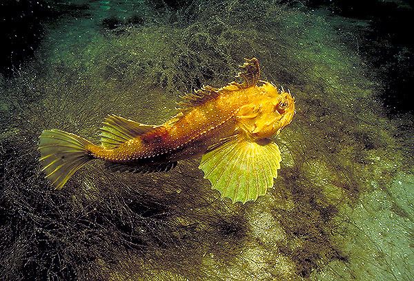 Sea raven Floating Sea raven photo and wallpaper Cute Floating Sea raven pictures