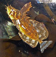 Sea raven httpsuploadwikimediaorgwikipediacommonsthu