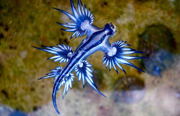 Sea slug 7 Vivid Facts About Sea Slugs Mental Floss