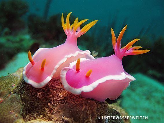 Sea slug 10 Best ideas about Sea Slug on Pinterest Slug Ocean life and