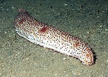 Sea slug Sea slug Wikipedia