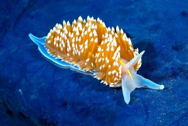 A yellow colored Sea snail in a blue coral.