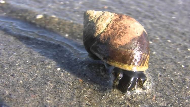A black Sea snail hiding in its shell along the beach.