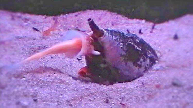 A cone shelled Sea snail catching its prey from below the ocean floor.