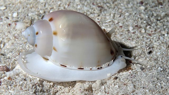 A Sea snail with a white shell with brown spots in the ocean floor.
