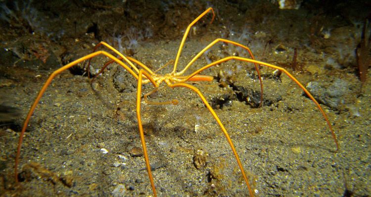 Sea spider The Antarctic Sun News about Antarctica Secrets of the Gigantic
