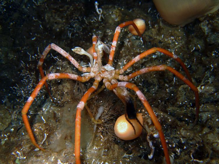 Sea spider Multimedia Gallery Sea spider in McMurdo Sound NSF National