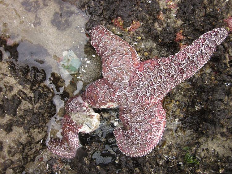 Sea star wasting disease