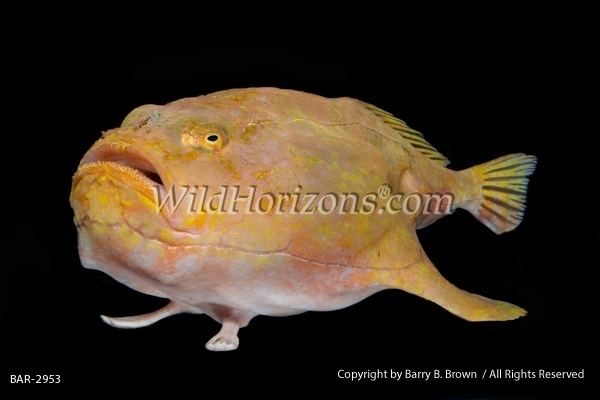 Sea toad BAR 2953 sea toad deepwater sea toad frogmouth fish pink frogmouth