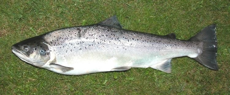 Sea trout httpsuploadwikimediaorgwikipediacommons88