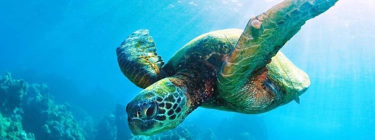 Sea turtle Sea Turtle Species WWF