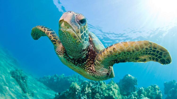 Sea turtle Green Sea Turtle