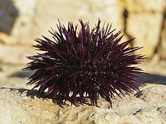 Sea urchin httpsuploadwikimediaorgwikipediacommonsthu