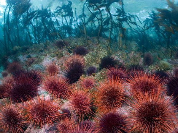 Sea urchin Sea Urchin Photos National Geographic