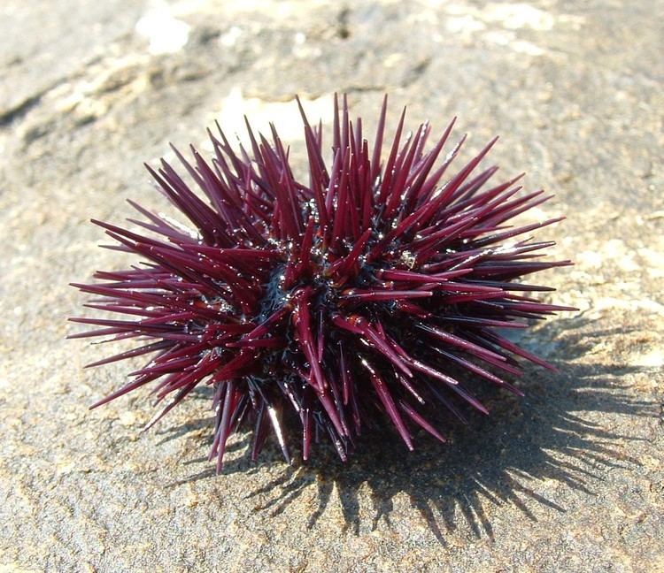 Sea urchin Uni sea urchincan you say anandamide