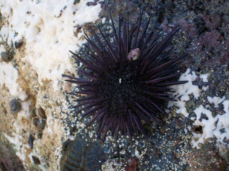 Sea Urchins of the Northern Gulf of California