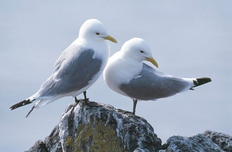 Seabird Atlantic Seabirds get FAME Conservation The Earth Times