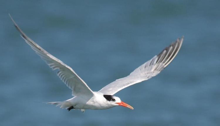 Seabird State officials complete enquiries into seabird deaths surfbirds