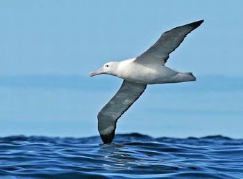 Seabird Avian Experts Flock to First World Seabird Conference ENS