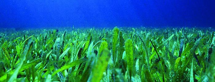 Seagrass What is seagrass