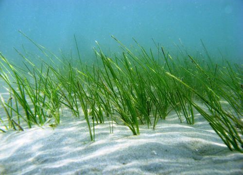 Seagrass NOAA Scientist Helps Make Mapping Vital Seagrass Habitat Easier and