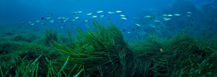 Seagrass 6 Things About Seagrass Every Diver Should Know