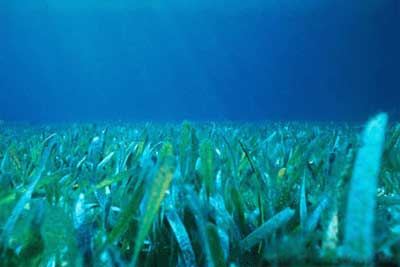 Seagrass Seagrass Wikipedia