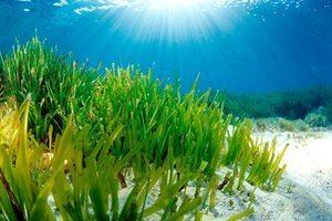 Seagrass seagrass Sea Gazing