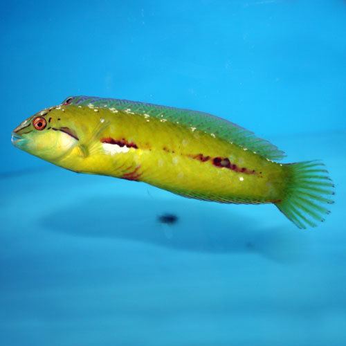 Seagrass wrasse Seagrass Wrasse Novaculichthys macrolepidotus thatpetplacecom
