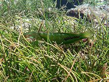 Seagrass wrasse httpsuploadwikimediaorgwikipediacommonsthu