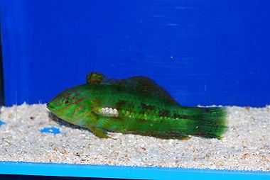 Seagrass wrasse TOP 50 Sea Grass Wrasse Novaculichthys macrolepidotus